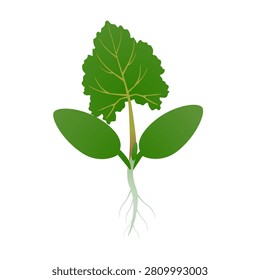 Green sprout with roots isolated on white background.