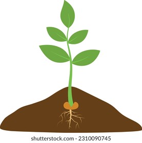 Green sprout with roots on a white background. Vector illustration.