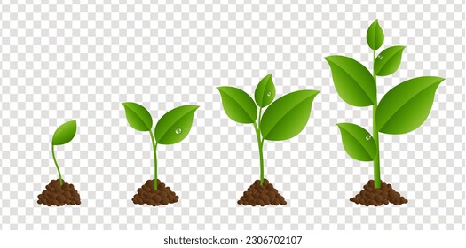 Green Sprout Set Isolated Transparent Background With Gradient Mesh, Vector Illustration