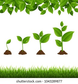 Green Sprout Set Transparent Background With Gradient Mesh, Vector Illustration