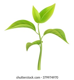 Green sprout, small branch young plant, vector illustration, isolated.