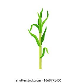 Green Sprout Of Sugarcane Plant Isolated On White Background Vector Illustration