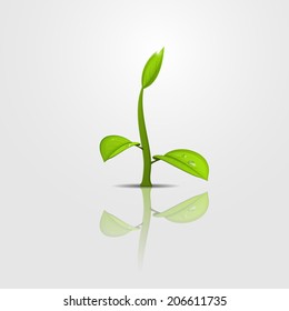 Green sprout with young leaves and water drop on reflecting surface
