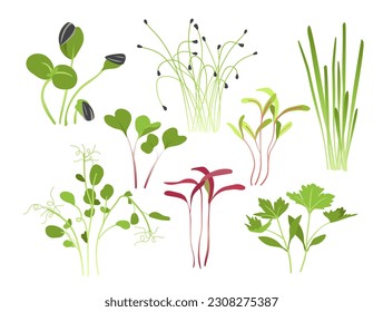 Green sprouts microgreen set. Botany and floristry, biology. Plants and flowers. Farming and agriculture, horticulture, gardening. Cartoon flat vector collection isolated on white background