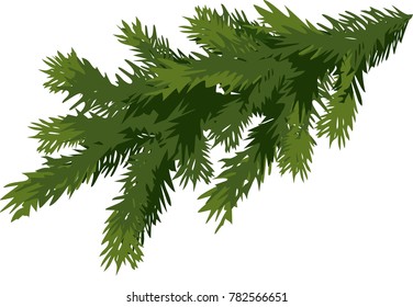 green spruce branch