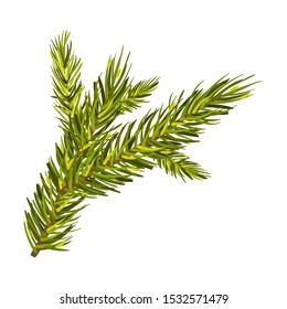 Green Spruce Branch Vector Illustration Isolated On White Background
