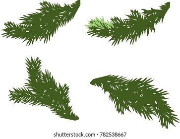 green spruce branches