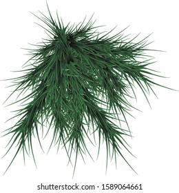 
Green spruce branches on a white background