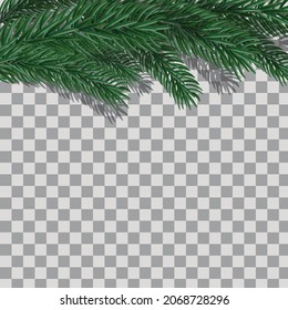 green spruce branches with shadow