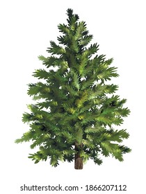 Green spruce. Christmas tree. Realistic pine tree. Vector illustration.