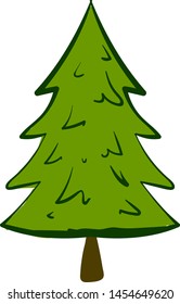 Green spruce, illustration, vector on white background.