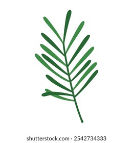 Green spruce pine fir branch isolated on white background.