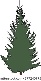 Green spruce tree (Picea abies) in flat style, illustration, vector