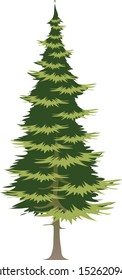 Green Spruce Tree, Pine plant white isolated - Vector