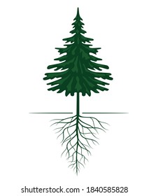 Green Spruce Tree with Roots. Vector outline Illustration. Plant in Garden.