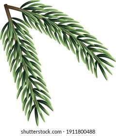 green spruce twig two pieces with green needles
