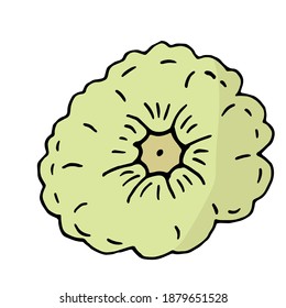 Ceniza verde al estilo de doodle sobre un fondo blanco. Ilustración vectorial, dibujo a mano. Verduras para una dieta saludable.