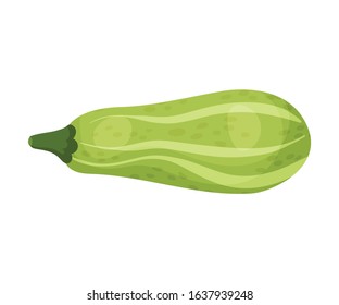 Green Squash Isolated on White Background Vector Illustration