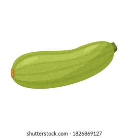 Green squash isolated on white background. Vector realistic illustration.