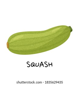Green squash isolated on white background. Vector realistic illustration.