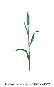 Green stalk and ear of wheat realistic vector illustration