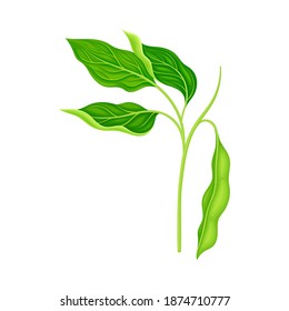 Green Stalk of Flowering Bean Plant with Hanging Pod as Vegetable Crop Vector Illustration