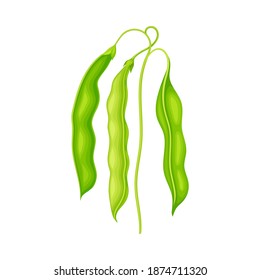 Green Stalk of Flowering Bean Plant with Hanging Pod as Vegetable Crop Vector Illustration