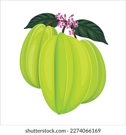 Green Starfruit Fruit Vector Illustration Fresh Fruits Star Fruit Starfruits