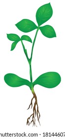 Green stem of the plant roots. Vector illustration.