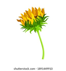 Green Stem of Sunflower with Closed Flower Head Vector Illustration