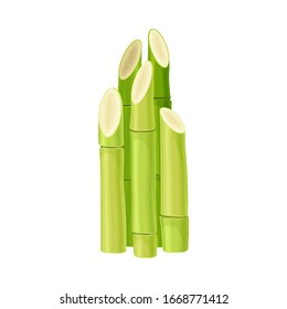 Green Sticks of Sugarcane Plant Isolated on White Background Vector Illustration