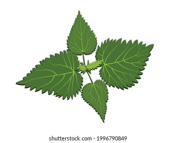 Green stinging nettle bush top view on white background logo