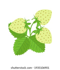 Green strawberry plant. Vector illustration of strawberries. Strawberry on white background.