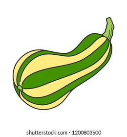 Green striped squash. Colorful pumpkin illustration vector. Hand drawn.
