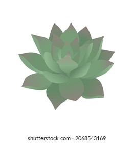 Green succulent. Echeveria. Vector illustration isolated on white background.