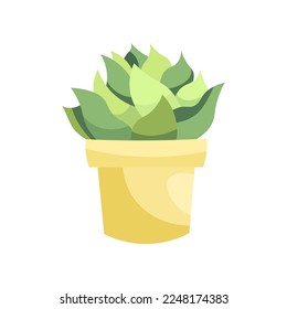 Green succulent flat vector illustration. Indoor flower or plant in flowerpot or vase, succulent in pot isolated on white background. Interior, urban jungle concept