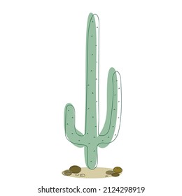 Green succulent  on a white background. Vector cactus drawn with simple lines. 