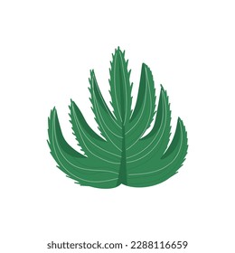 Suculento verde sobre fondo blanco
