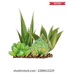 Plantas suculentas verdes en flor beige maceta 3D realista vista frontal de árbol. Populares plantas interiores elementos y suculentas variedades de rosettes incluyendo cactus de cojín de alfiler colección realista aislado