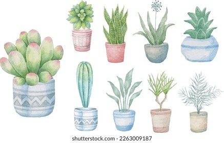 Green succulent vector and illustration set indoor house plant