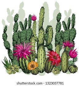 Green succulents and cactus plants with flowers. Hand drawn vector on white background.