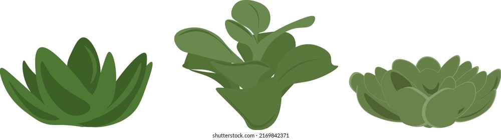green succulents plant illustration set