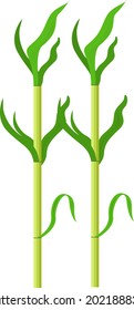 Caña de azúcar verde, ilustración, vector sobre un fondo blanco.