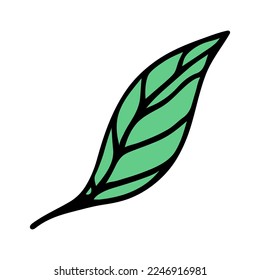 Green summer leaf vector icon. Hand drawn cartoon doodle isolated on white. Veined birch or elm foliage, on stem. A simple botanical sketch of a wild, garden, forest plant. Clipart for prints, cards