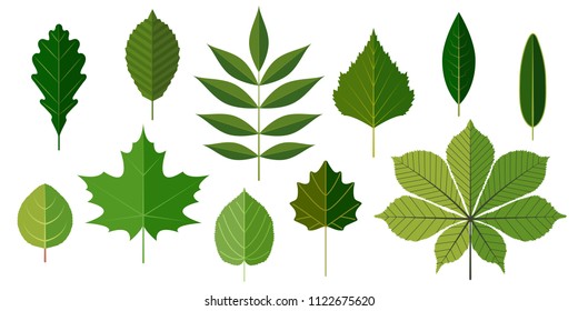 Green summer leaves set. Isolated on white background. Vector illustration in flat style. Leaves of oak, beech, ash, birch, laurel, olive, apple tree, chestnut, aspen, maple and linden.