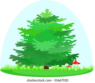 Green summer spruce