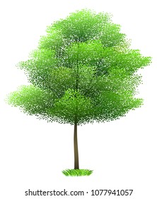 Green summer tree