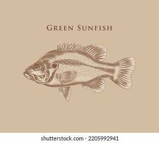 Green Sunfish Illustration With Details And Highlights.