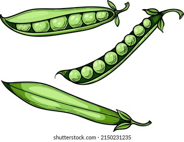 green sweet peas, whole pod and peas, vector hand drawn sketch illustration