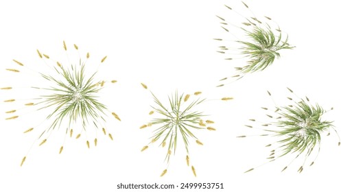 Green sweet vernal grass with white background.3d rendering,from top view